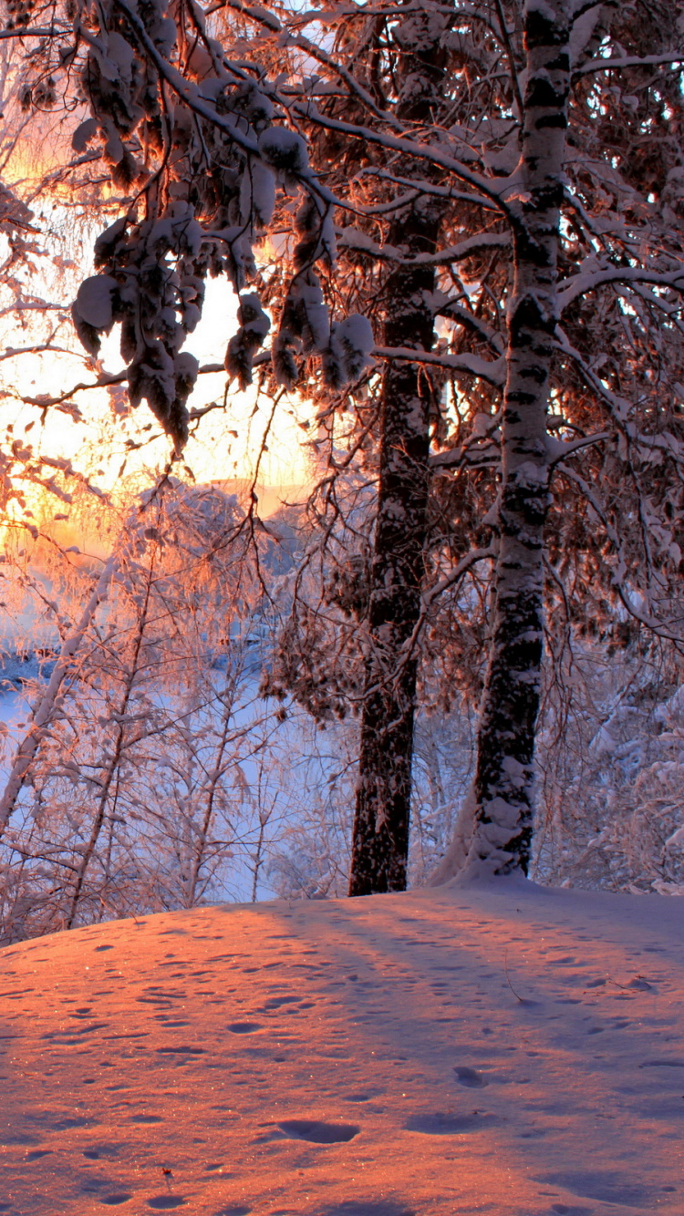 Arbres Bruns Près du Lac Pendant la Journée. Wallpaper in 750x1334 Resolution