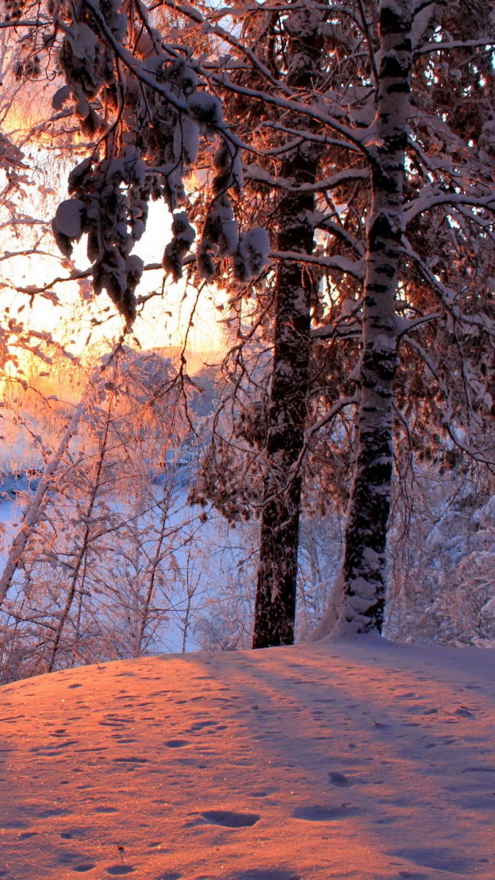 Braune Bäume in Der Nähe Des Sees Tagsüber. Wallpaper in 720x1280 Resolution