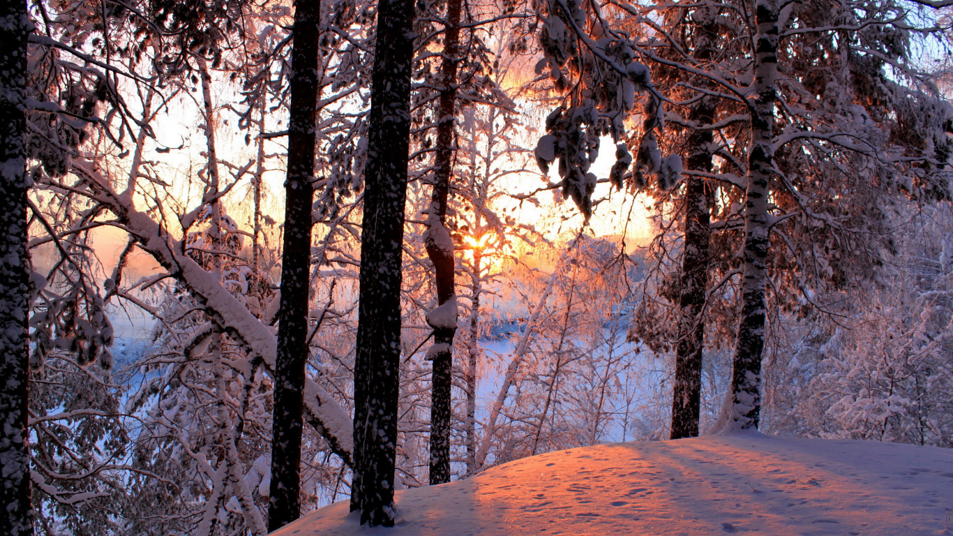 Brown Trees Near Lake During Daytime. Wallpaper in 1366x768 Resolution
