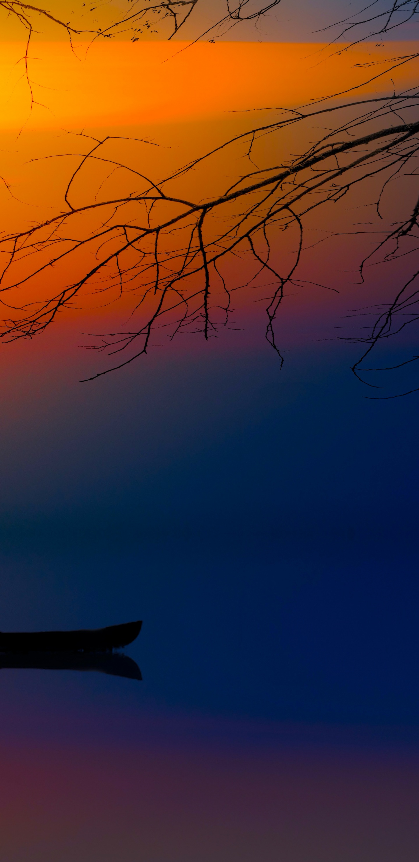 Atmosphère, la Journée, Afterglow, Paysage Naturel, Rameau. Wallpaper in 1440x2960 Resolution