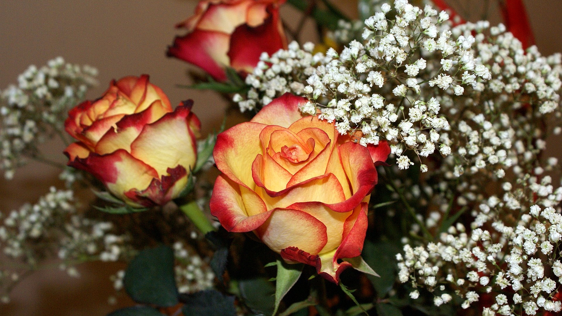 Yellow and Red Rose in Bloom. Wallpaper in 1920x1080 Resolution