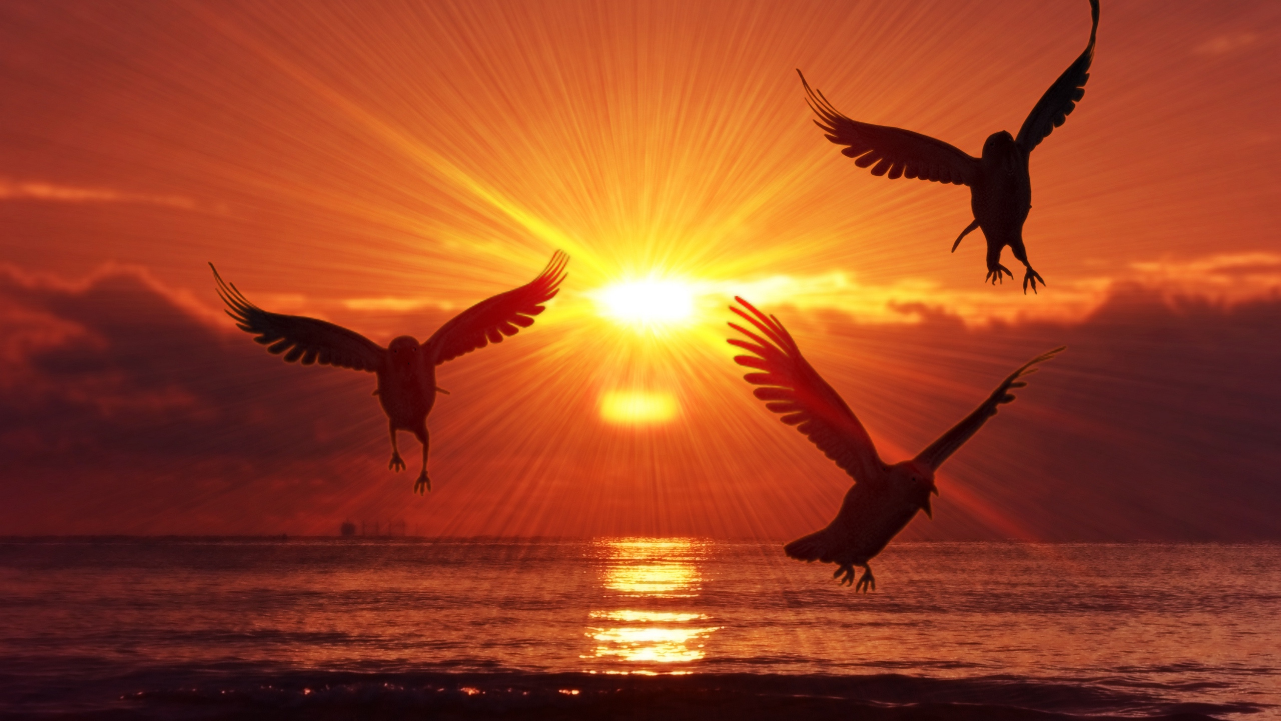 Silhouette Von Zwei Vögeln, Die Bei Sonnenuntergang Über Das Meer Fliegen Sea. Wallpaper in 2560x1440 Resolution