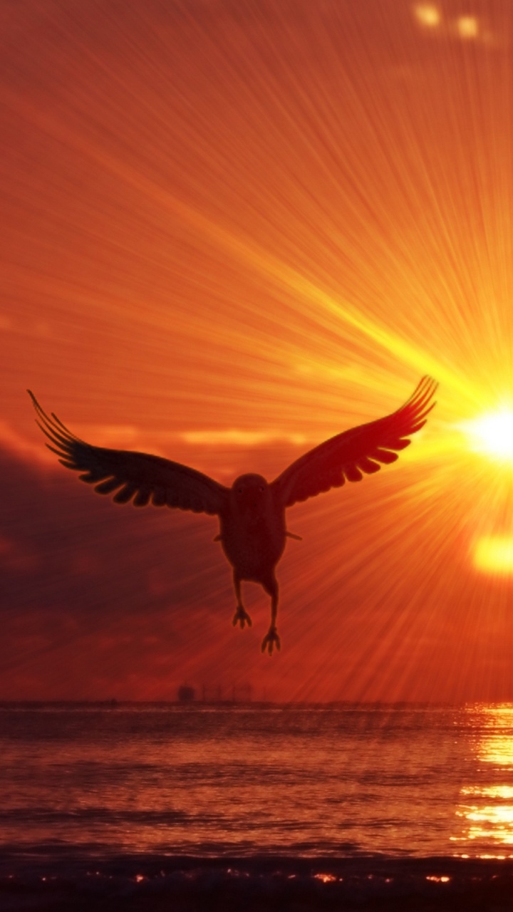 Silhouette of Two Birds Flying Over The Sea During Sunset. Wallpaper in 720x1280 Resolution