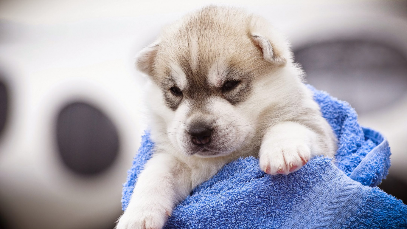 White and Brown Puppy on Blue Textile. Wallpaper in 1366x768 Resolution