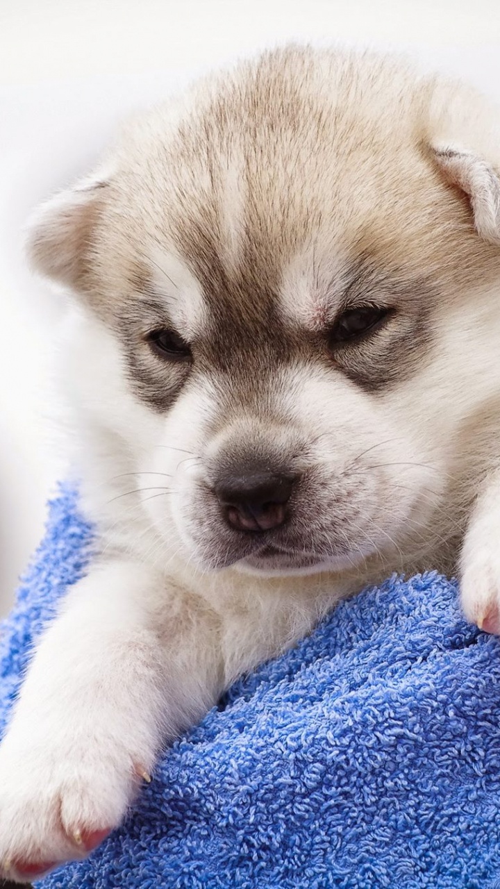 White and Brown Puppy on Blue Textile. Wallpaper in 720x1280 Resolution