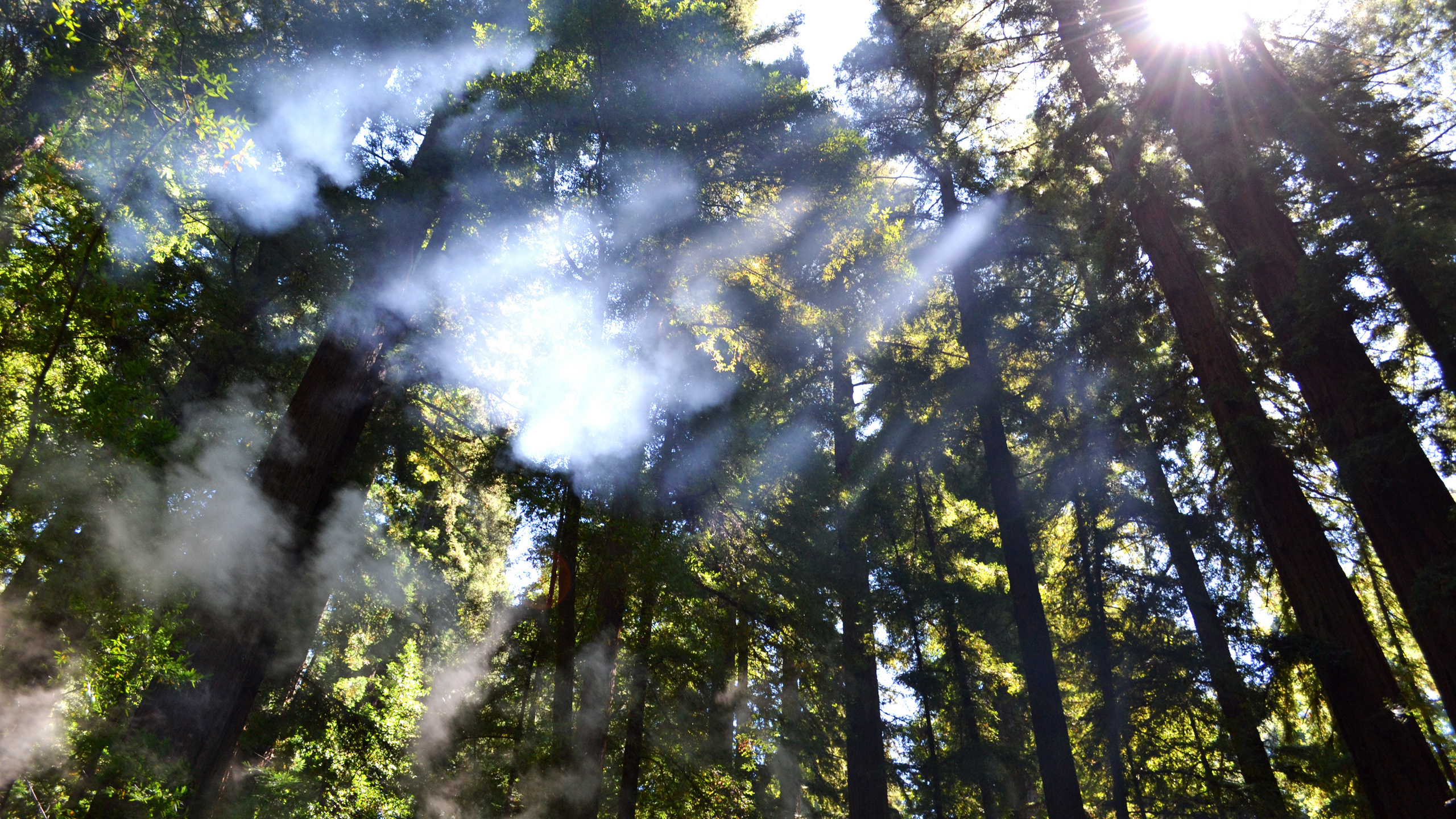 Green Trees Under White Clouds During Daytime. Wallpaper in 2560x1440 Resolution