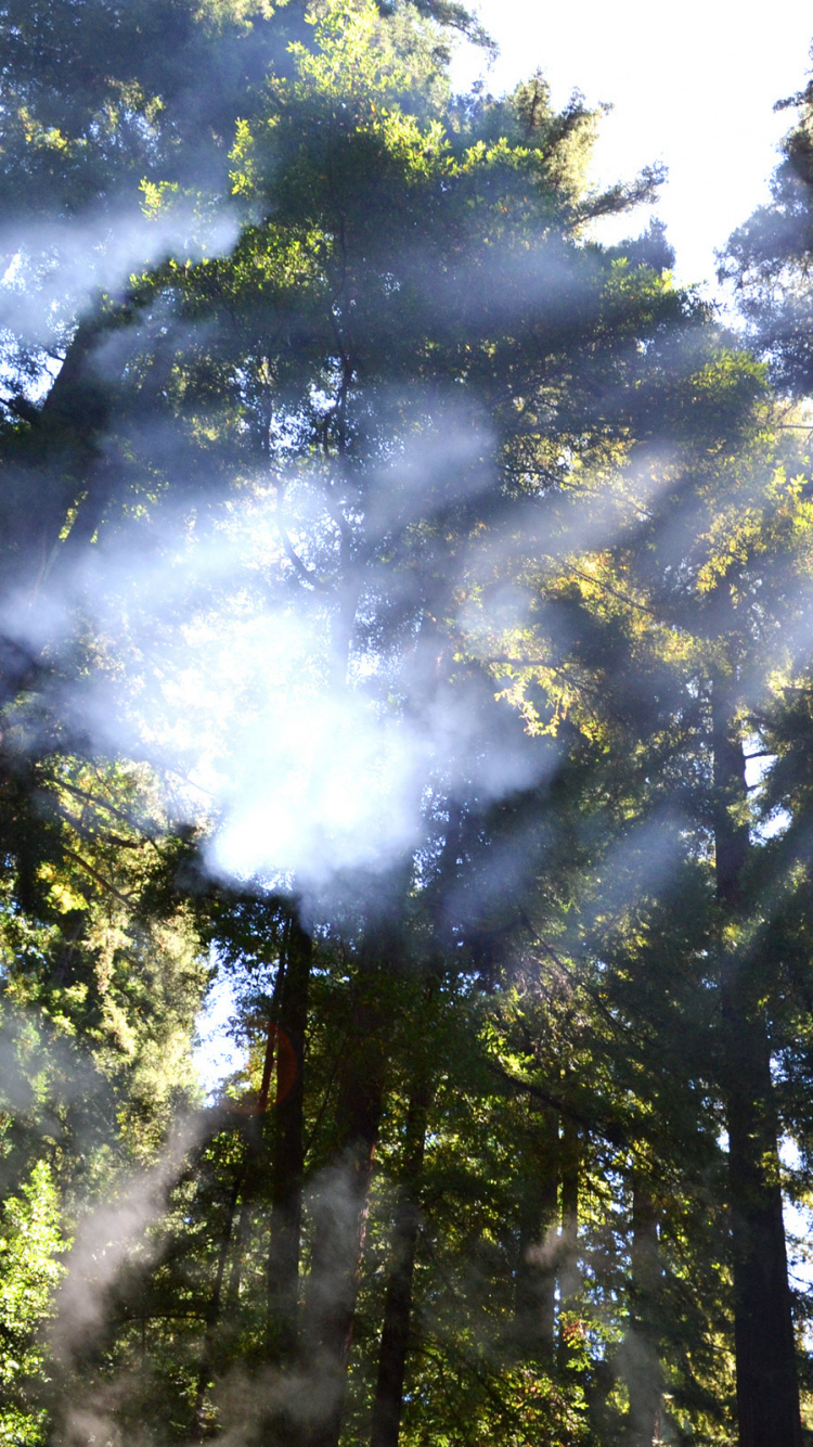 Green Trees Under White Clouds During Daytime. Wallpaper in 750x1334 Resolution