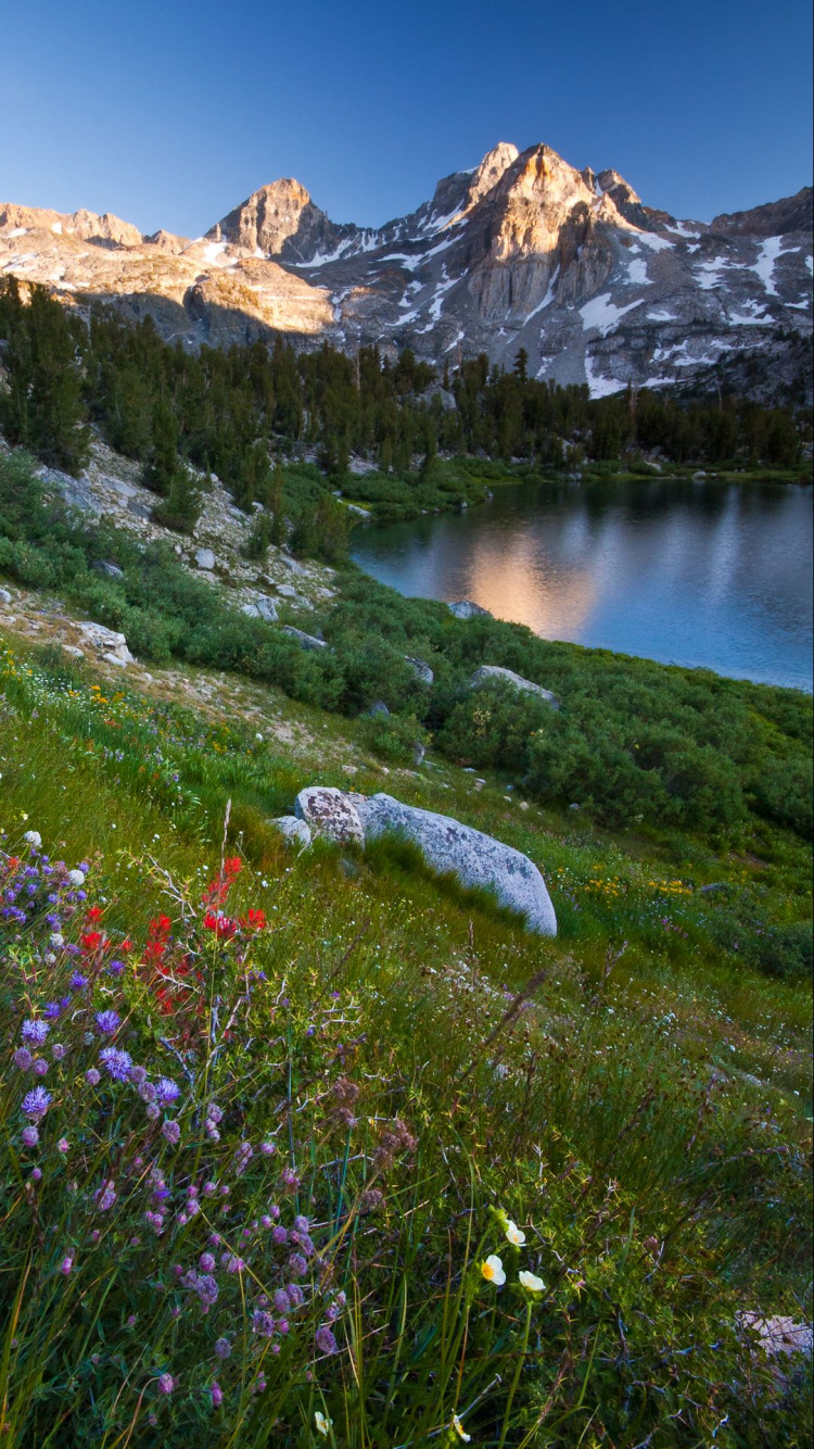 Nature, Tablet, Flower, Plant, Mountain. Wallpaper in 750x1334 Resolution