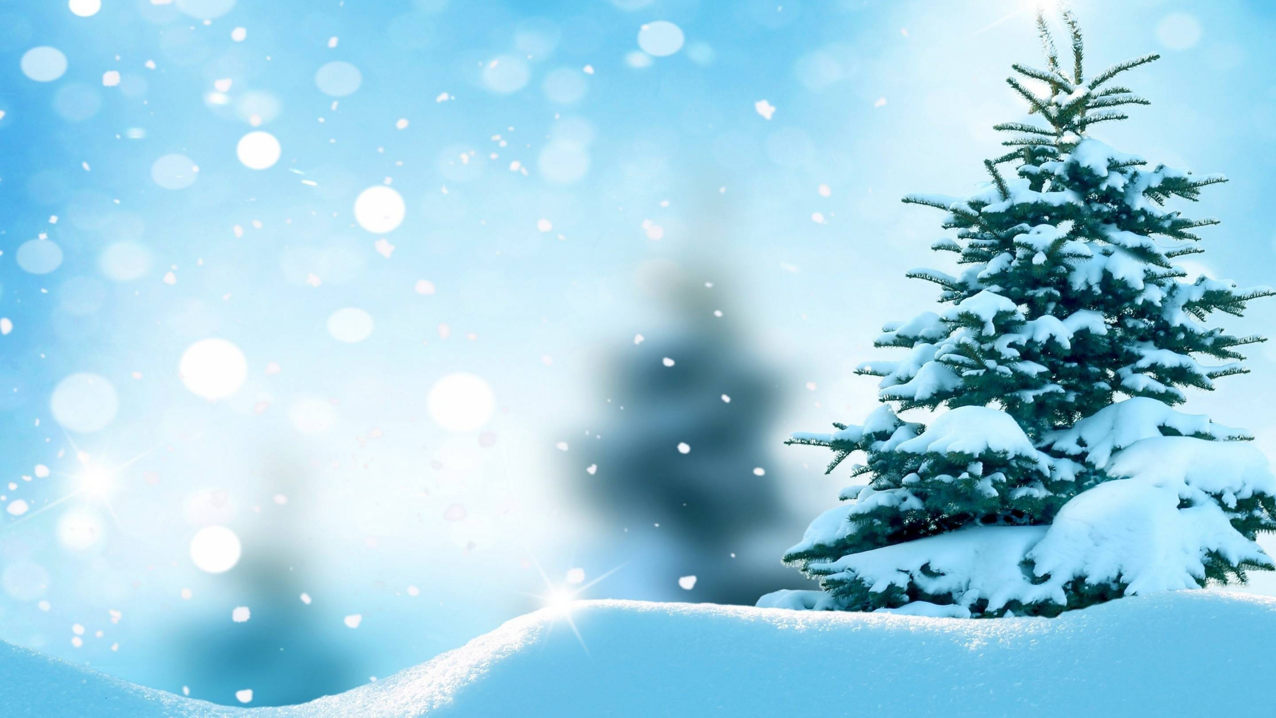 Pino Verde Cubierto de Nieve. Wallpaper in 2560x1440 Resolution