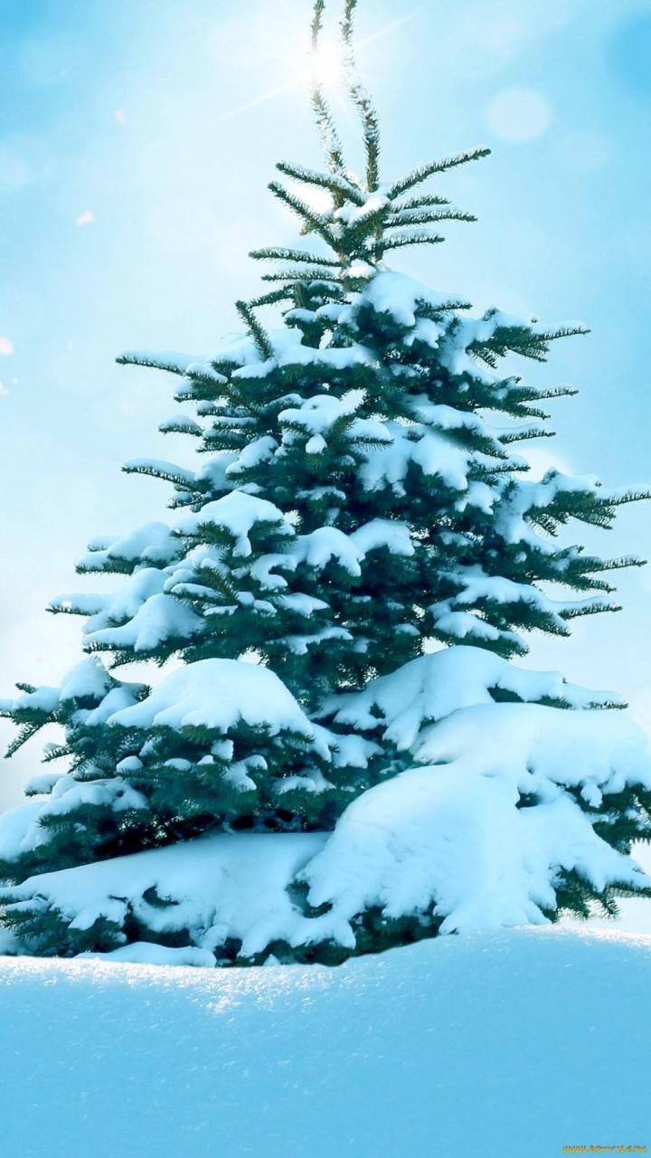 Pino Verde Cubierto de Nieve. Wallpaper in 720x1280 Resolution