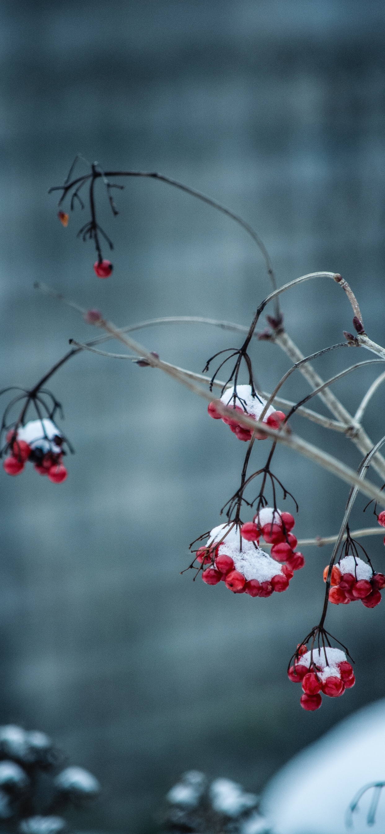 Rojo, Invierno, Sucursal, Congelación, Nieve. Wallpaper in 1242x2688 Resolution