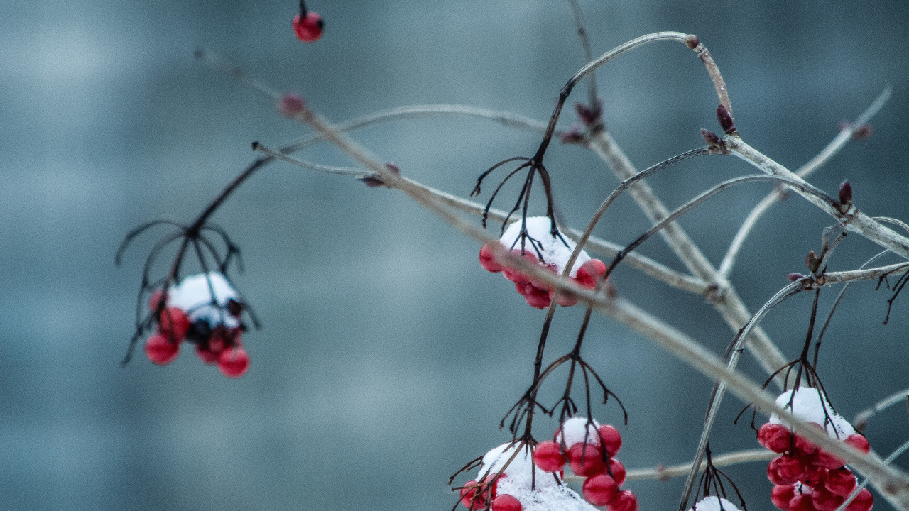 Winter, Baum, Branch, Einfrieren, Schnee. Wallpaper in 1280x720 Resolution
