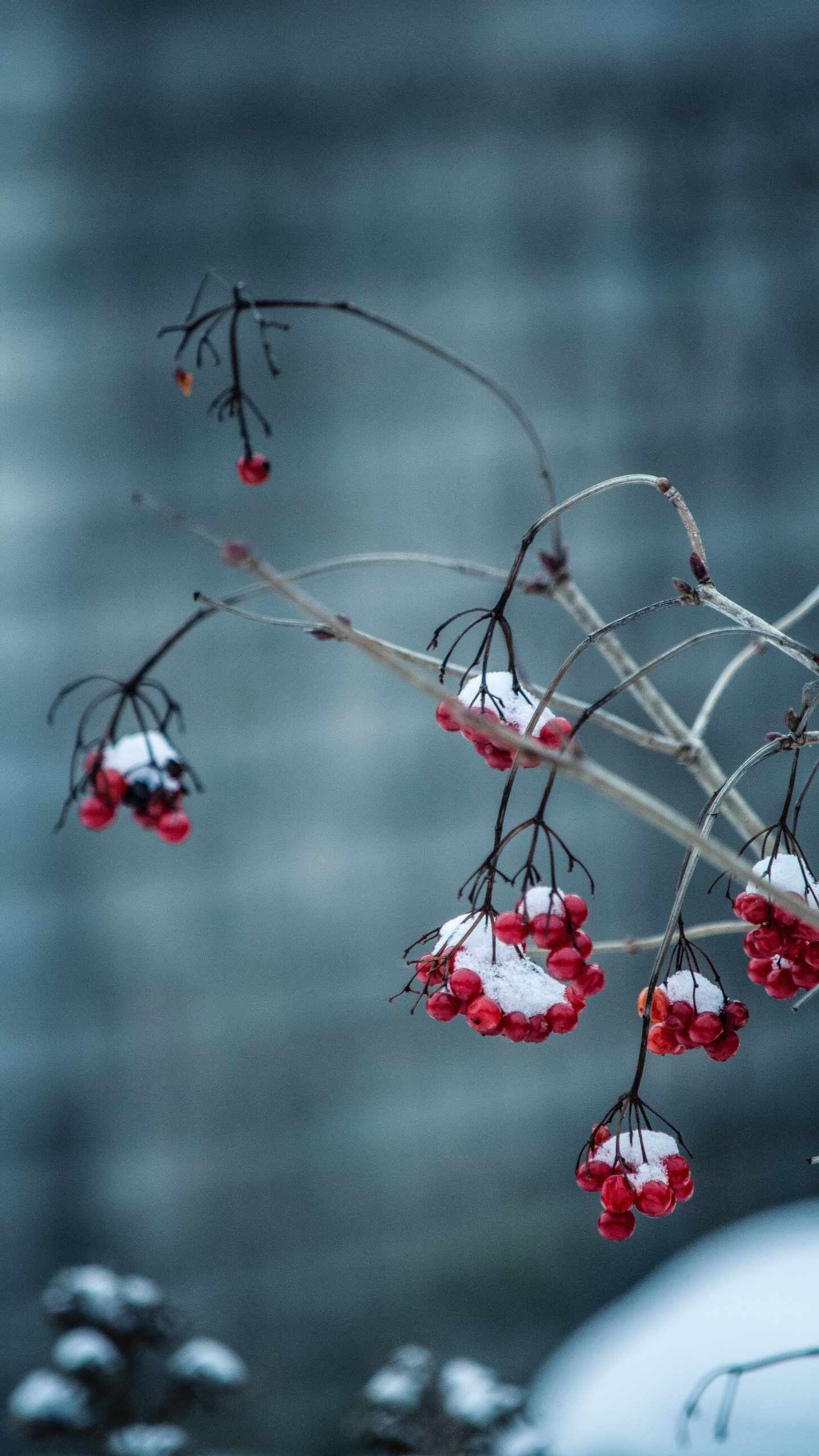 Winter, Baum, Branch, Einfrieren, Schnee. Wallpaper in 1440x2560 Resolution