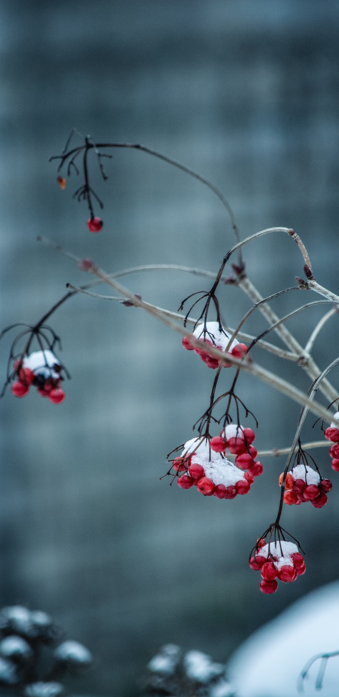 Winter, Baum, Branch, Einfrieren, Schnee. Wallpaper in 1440x2960 Resolution
