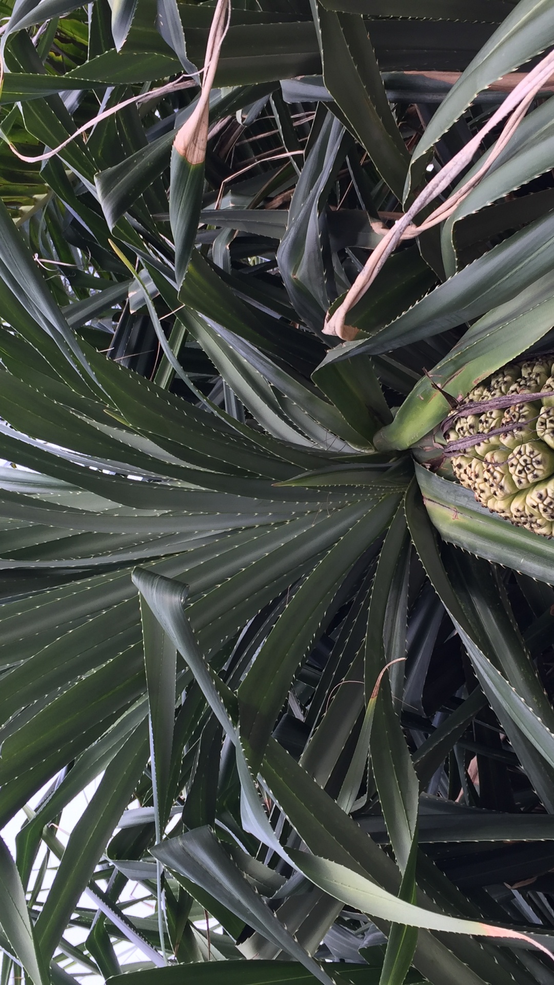 Blatt, Pflanzen-Stammzellen, Wissenschaft, Biologie, Tageszeit. Wallpaper in 1080x1920 Resolution