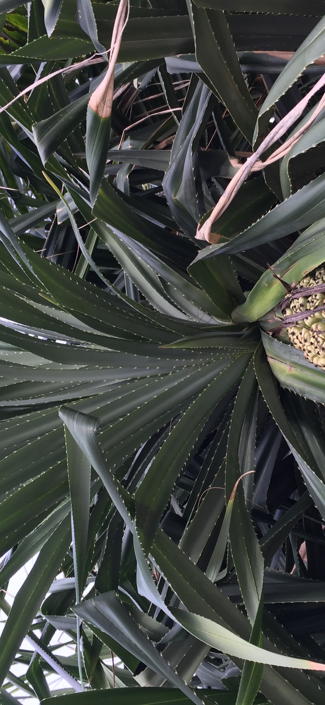 Feuille, Tige de la Plante, Sciences, Biologie, la Journée. Wallpaper in 1125x2436 Resolution