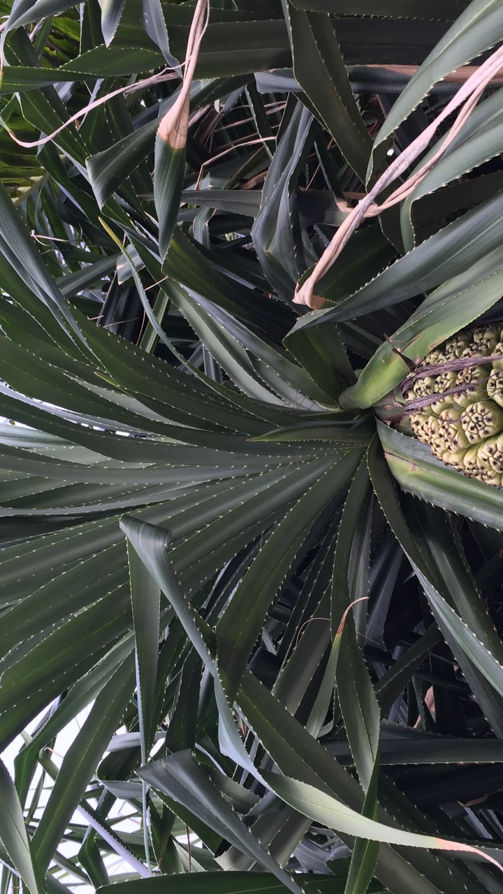 Feuille, Tige de la Plante, Sciences, Biologie, la Journée. Wallpaper in 720x1280 Resolution