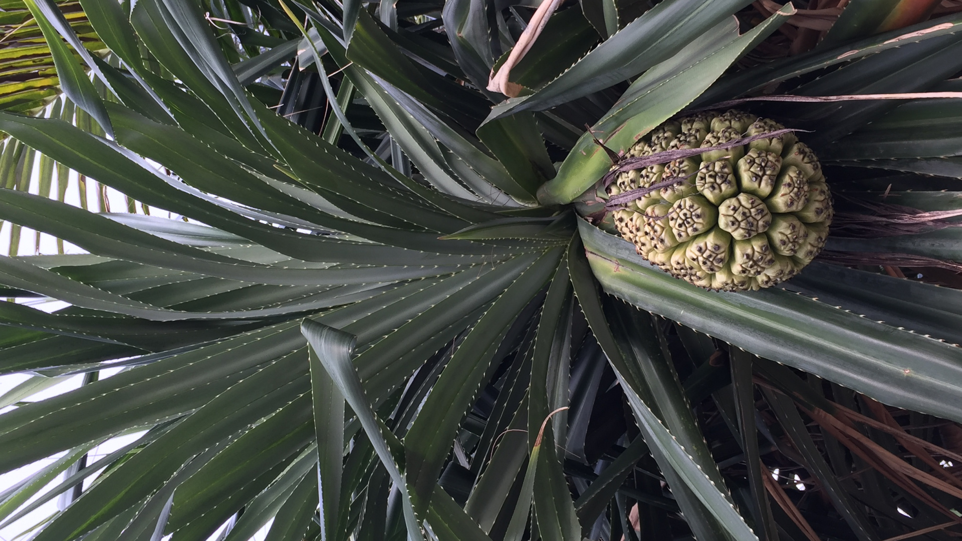 Tallo de la Planta, Ciencia, Biología, la Botánica, Planta Terrestre. Wallpaper in 1920x1080 Resolution