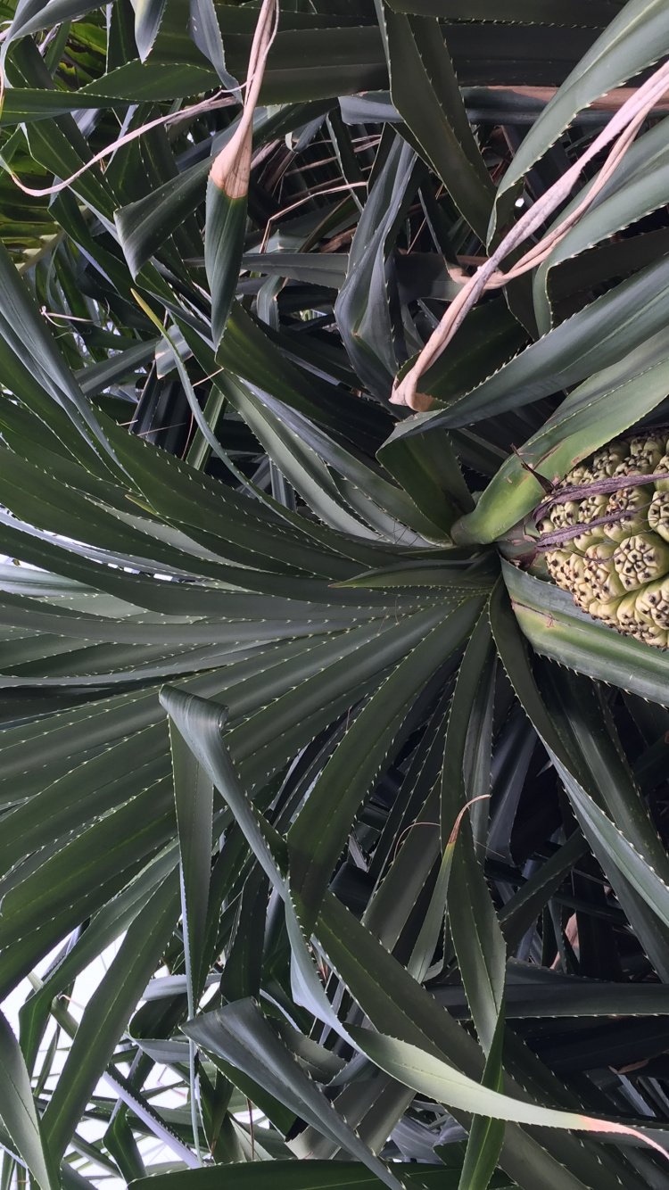 Tallo de la Planta, Ciencia, Biología, la Botánica, Planta Terrestre. Wallpaper in 750x1334 Resolution