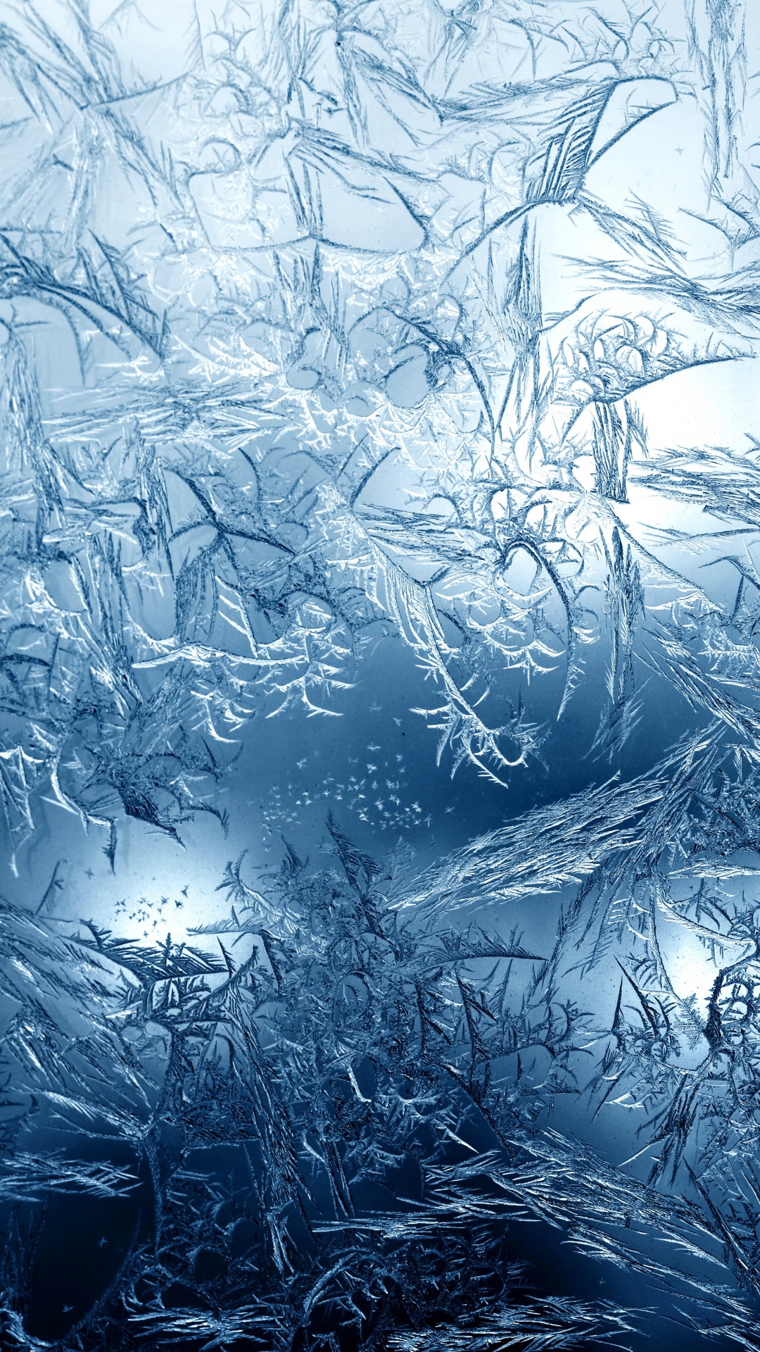 Branches D'arbres Blanches et Noires. Wallpaper in 1080x1920 Resolution