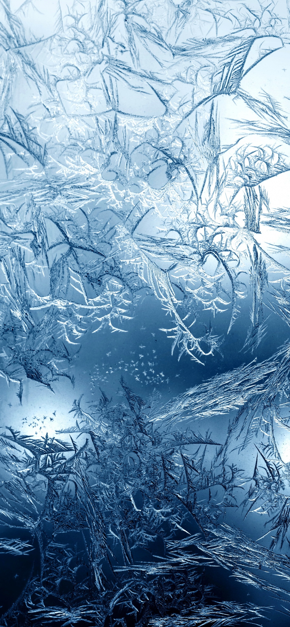 Branches D'arbres Blanches et Noires. Wallpaper in 1125x2436 Resolution