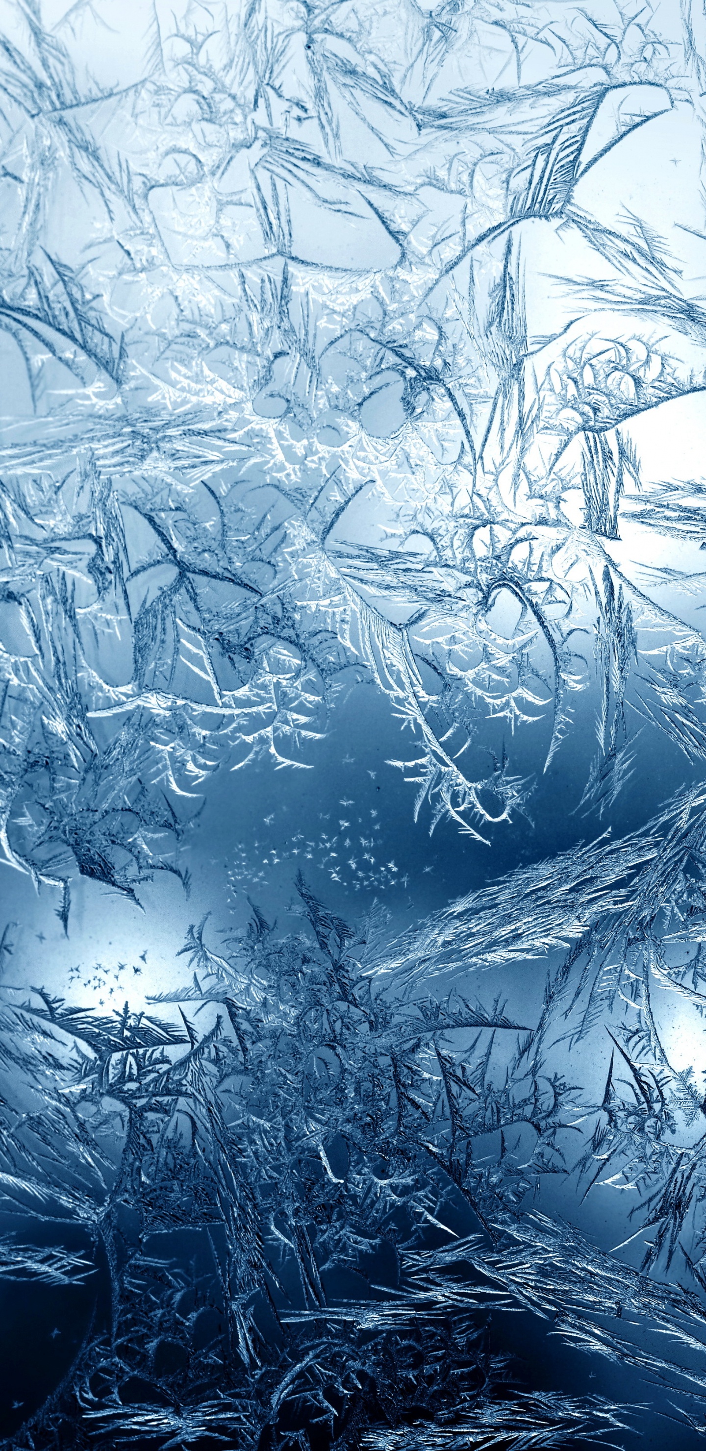 Weiße Und Schwarze Äste. Wallpaper in 1440x2960 Resolution