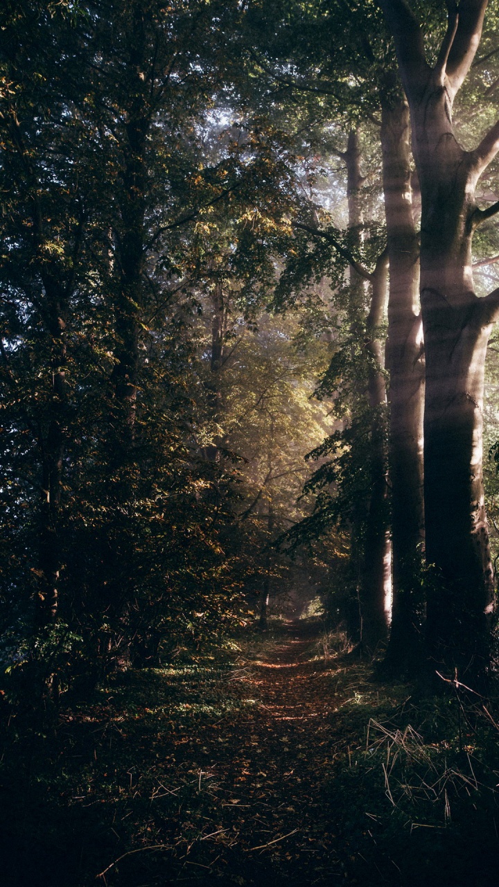 Bosque, Damaksnis, Naturaleza, Los Bosques de Viejo Crecimiento, Paisaje Natural. Wallpaper in 720x1280 Resolution