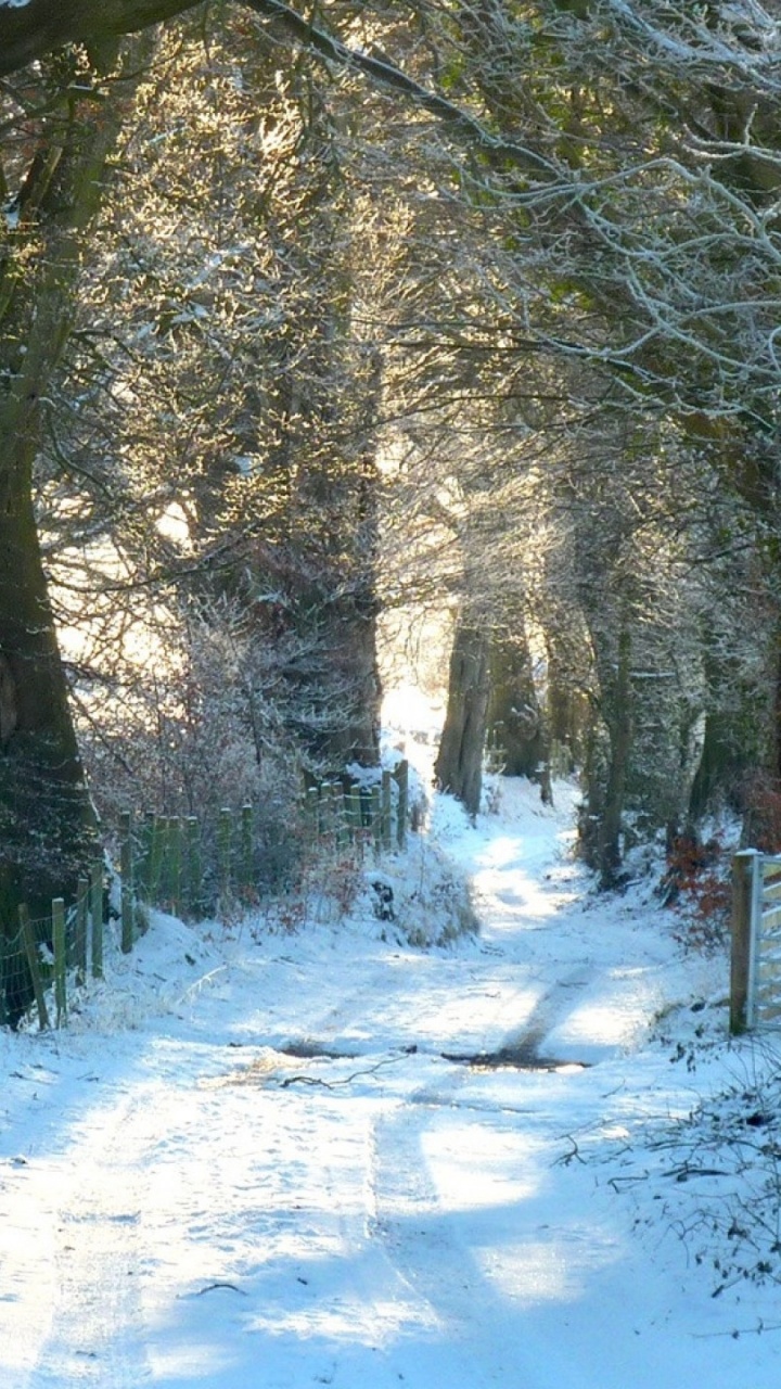 Snow Covered Trees During Daytime. Wallpaper in 720x1280 Resolution