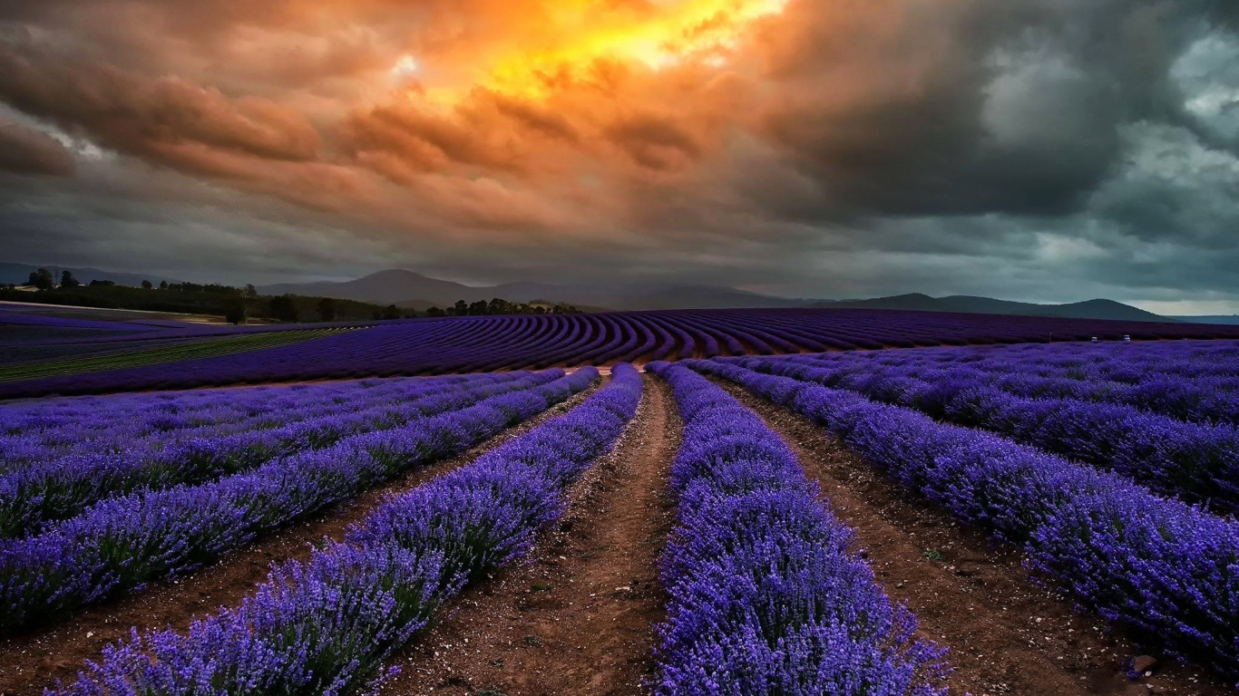 Campo de Flores Moradas Bajo el Cielo Nublado Durante el Día. Wallpaper in 1366x768 Resolution