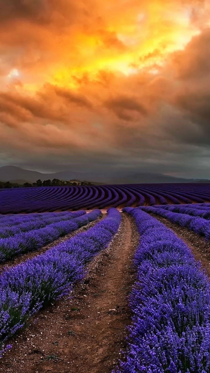 Campo de Flores Moradas Bajo el Cielo Nublado Durante el Día. Wallpaper in 720x1280 Resolution