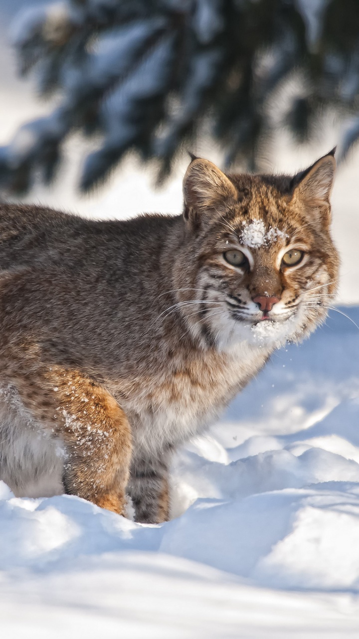 Braune Und Schwarze Katze Auf Schneebedecktem Boden. Wallpaper in 720x1280 Resolution