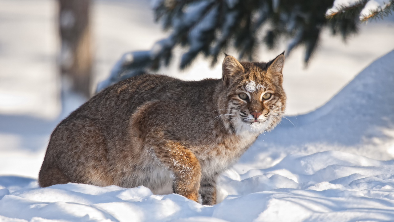 Brown and Black Cat on Snow Covered Ground. Wallpaper in 1280x720 Resolution