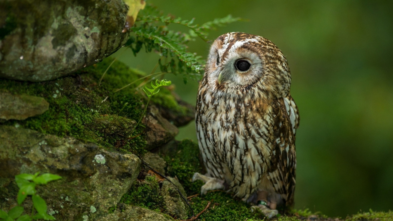 Brown and White Owl on Green Moss. Wallpaper in 1280x720 Resolution