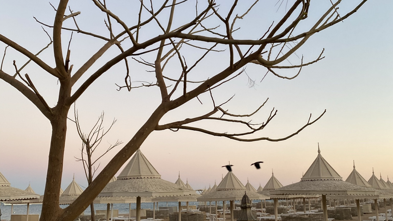 Baum, Physik, Wissenschaft, Tageszeit, Natur. Wallpaper in 1280x720 Resolution