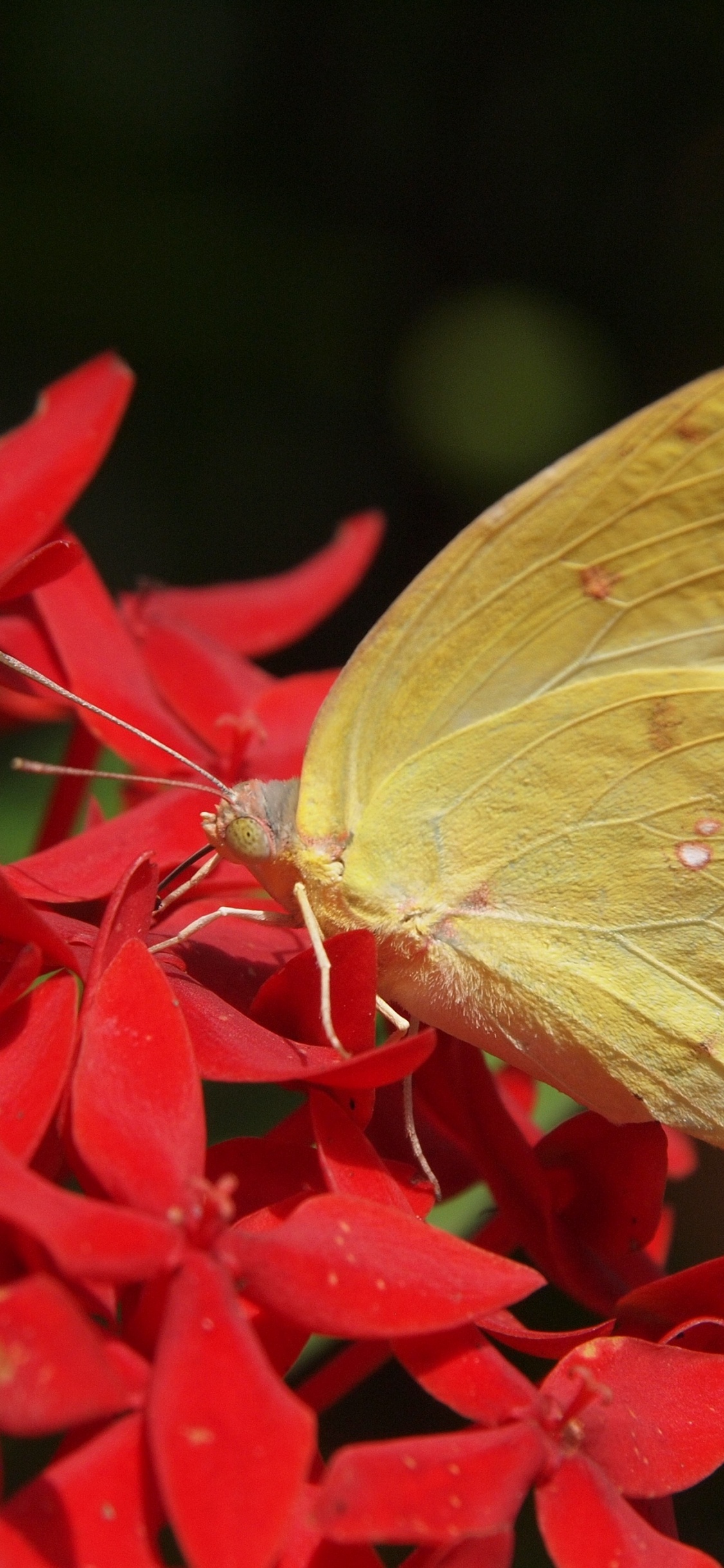 Mariposa Amarilla Posada Sobre Flor Roja en Fotografía Cercana Durante el Día. Wallpaper in 1125x2436 Resolution