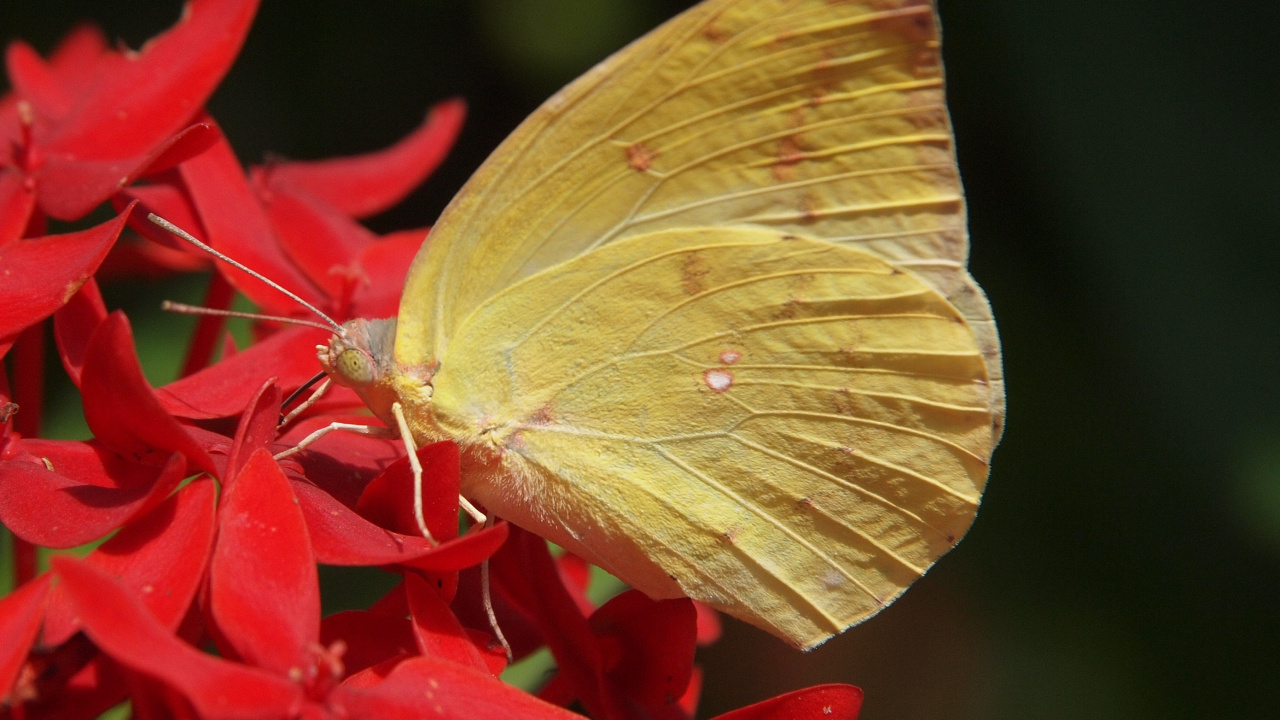 Mariposa Amarilla Posada Sobre Flor Roja en Fotografía Cercana Durante el Día. Wallpaper in 1280x720 Resolution