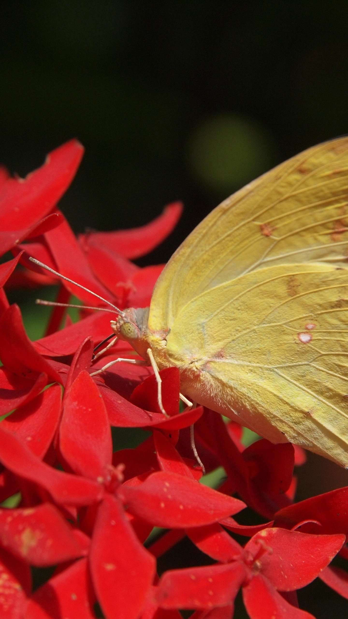 Mariposa Amarilla Posada Sobre Flor Roja en Fotografía Cercana Durante el Día. Wallpaper in 1440x2560 Resolution