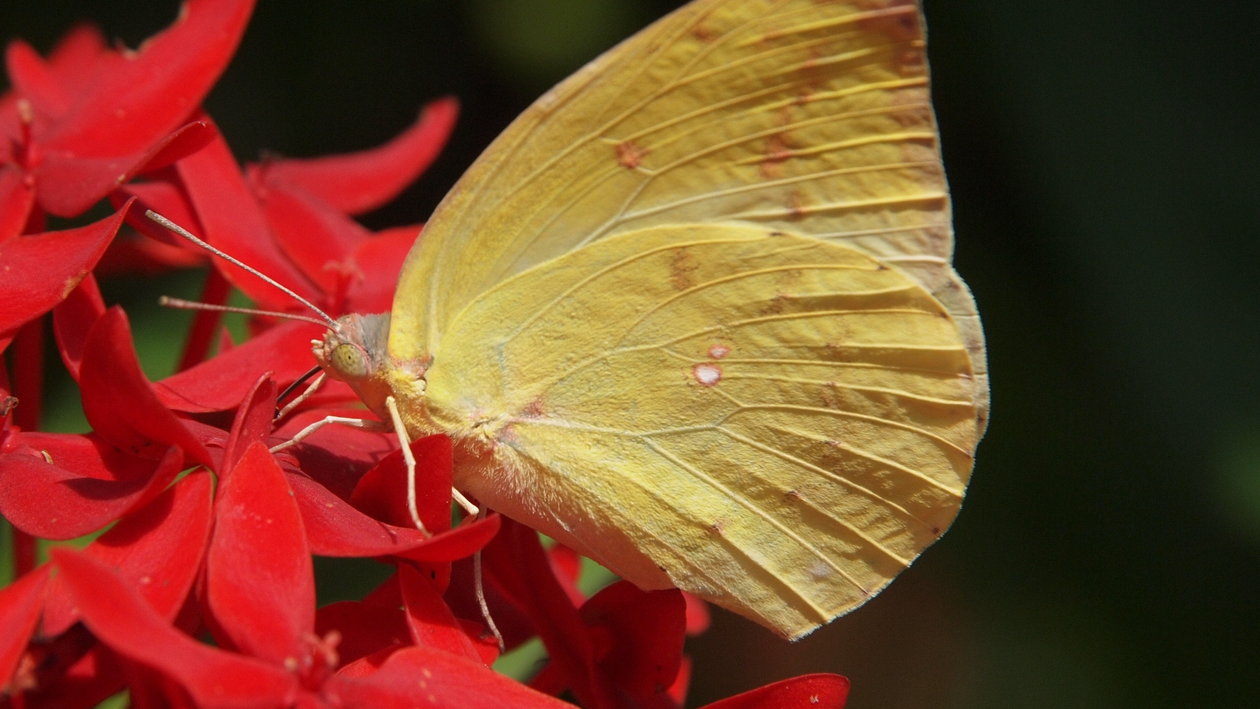 Mariposa Amarilla Posada Sobre Flor Roja en Fotografía Cercana Durante el Día. Wallpaper in 2560x1440 Resolution