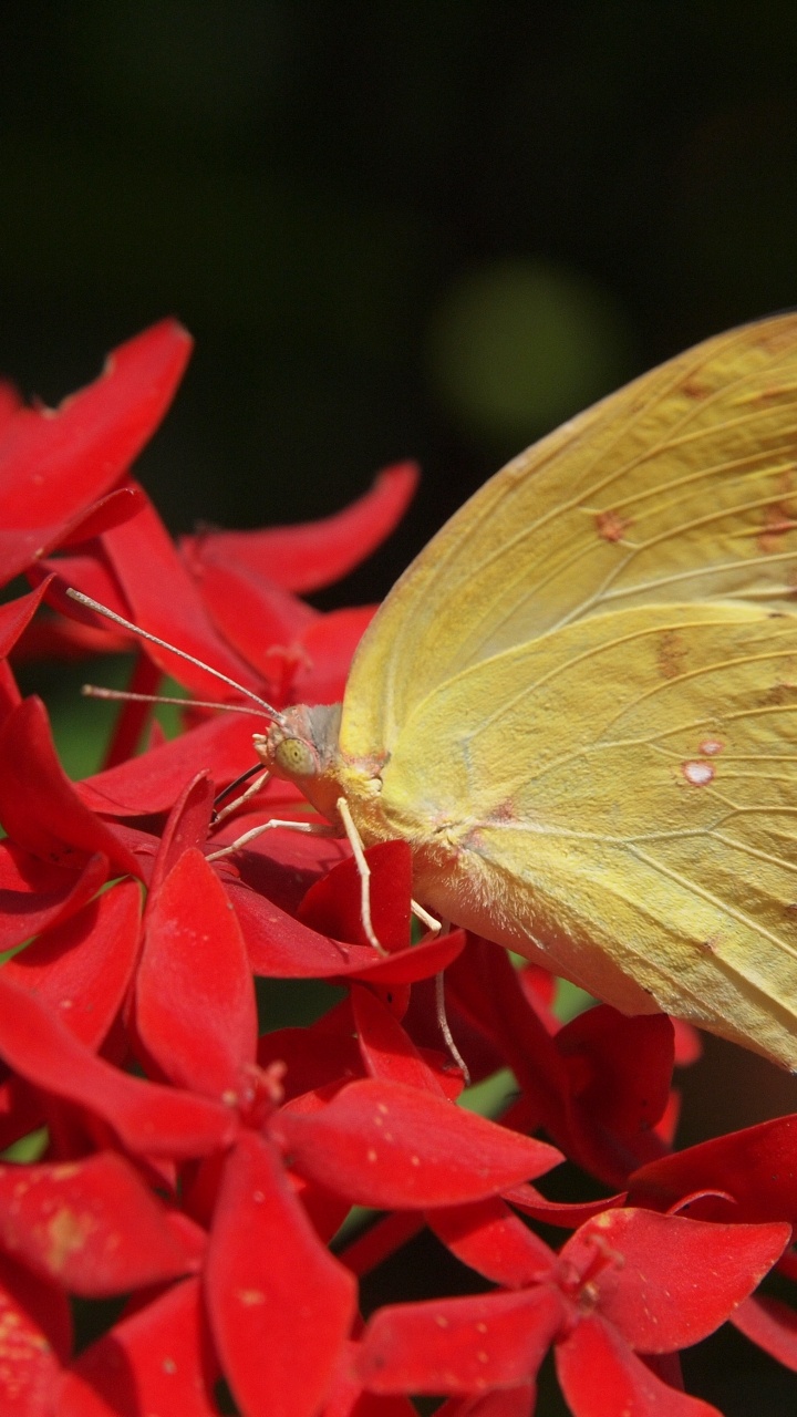 Papillon Jaune Perché Sur Une Fleur Rouge en Photographie Rapprochée Pendant la Journée. Wallpaper in 720x1280 Resolution
