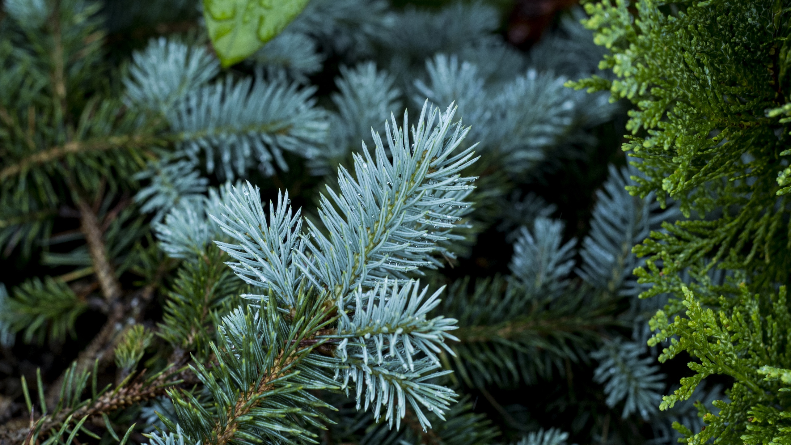 Feuille Verte Sur Neige Blanche. Wallpaper in 2560x1440 Resolution