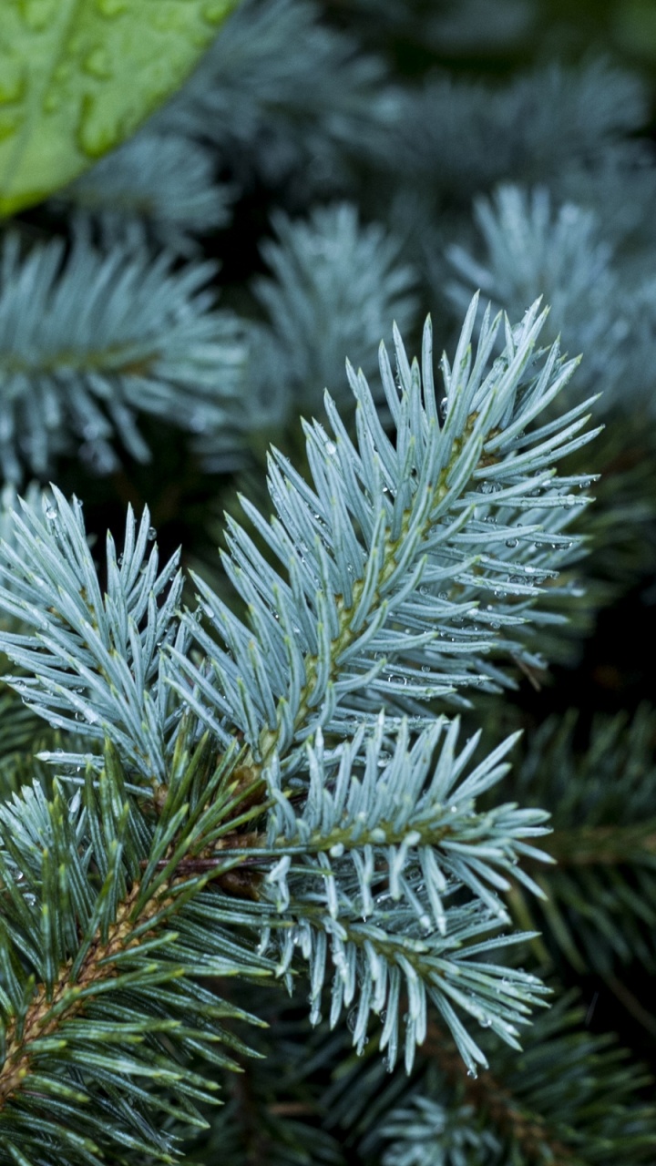 Feuille Verte Sur Neige Blanche. Wallpaper in 720x1280 Resolution