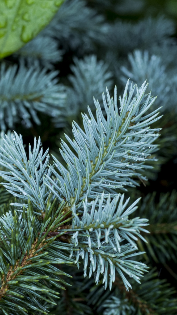 Feuille Verte Sur Neige Blanche. Wallpaper in 750x1334 Resolution