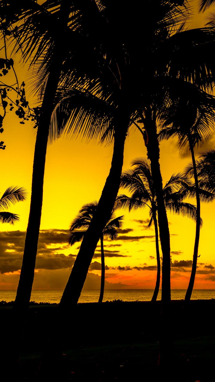 Silhouette of Coconut Palm Trees During Sunset. Wallpaper in 720x1280 Resolution