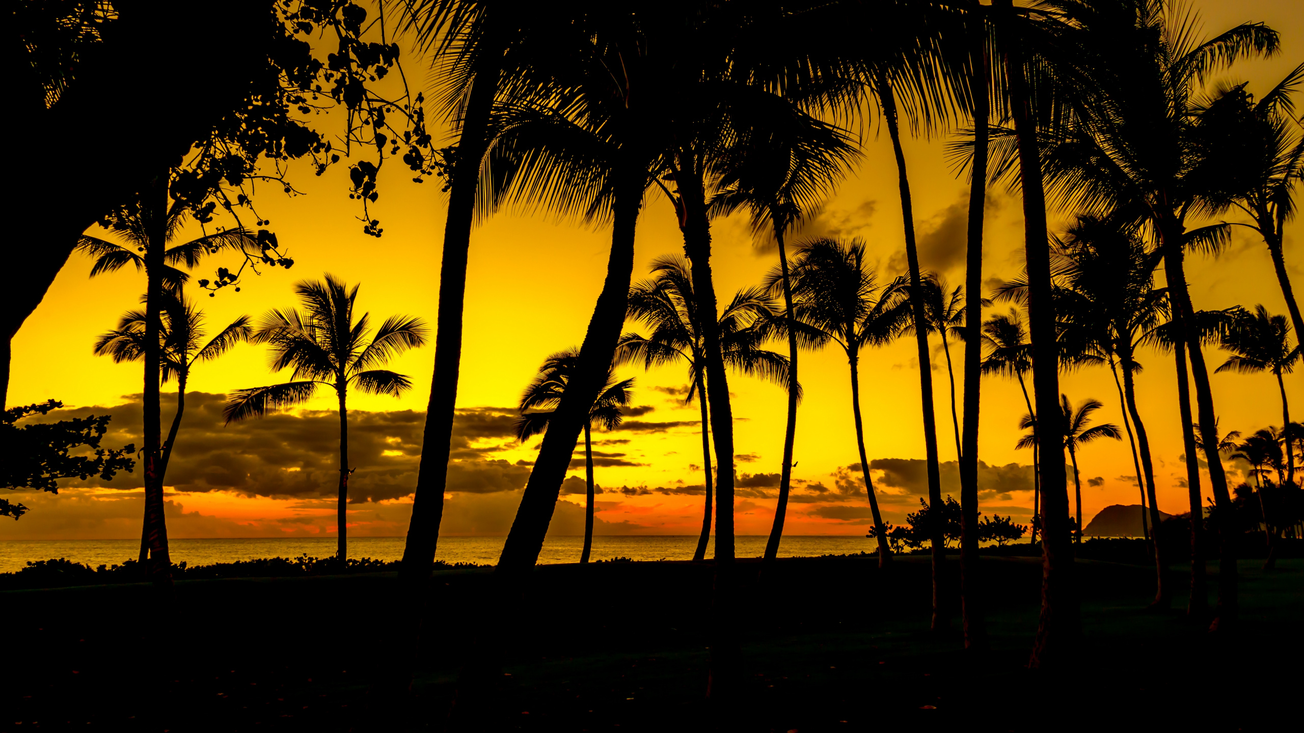 Silhouette Von Kokospalmen Bei Sonnenuntergang. Wallpaper in 2560x1440 Resolution