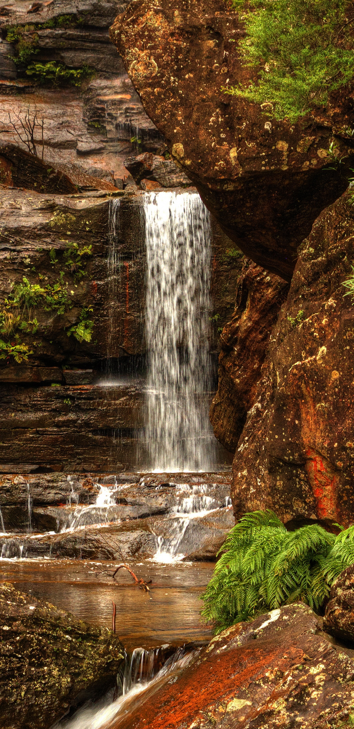 el Agua Cae en Medio Del Bosque. Wallpaper in 1440x2960 Resolution