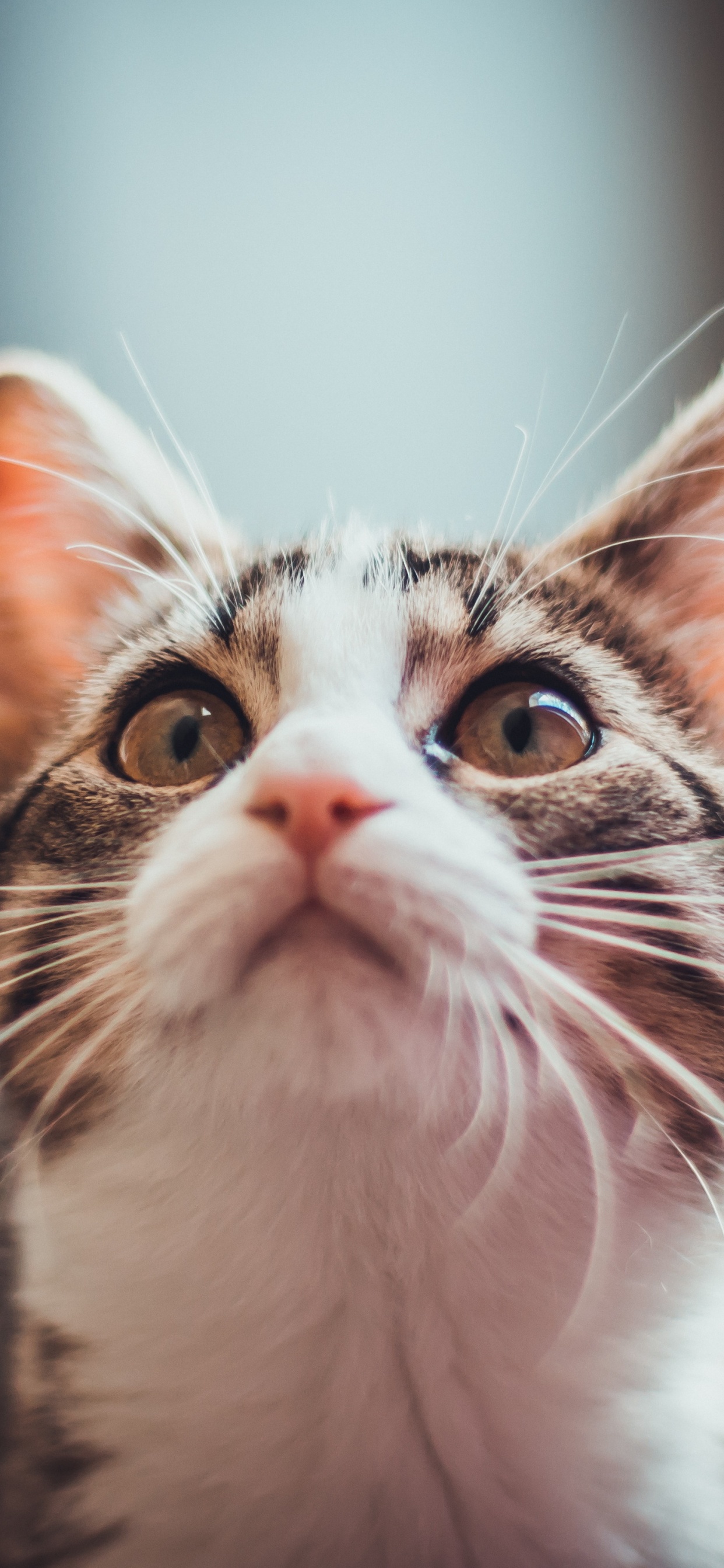 Cat Aesthetic 9 16, Norwegian Forest Cat, Aegean Cat, Kitten, Whiskers. Wallpaper in 1242x2688 Resolution