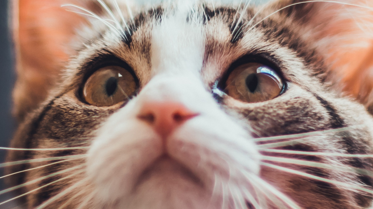 Cat Aesthetic 9 16, Norwegian Forest Cat, Aegean Cat, Kitten, Whiskers. Wallpaper in 1280x720 Resolution