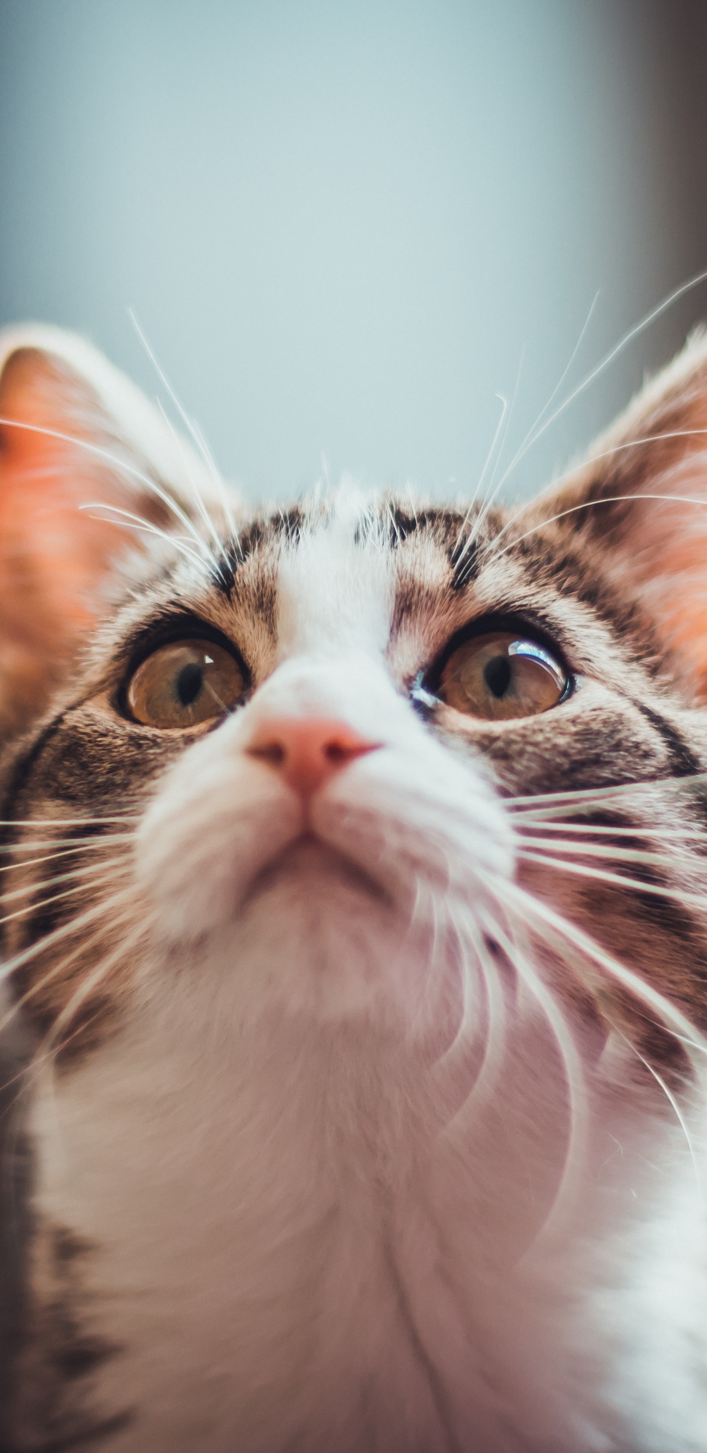 Katzenästhetik 9 16, Norwegische Waldkatze, Aegean Cat, Kätzchen, Backenbart. Wallpaper in 1440x2960 Resolution