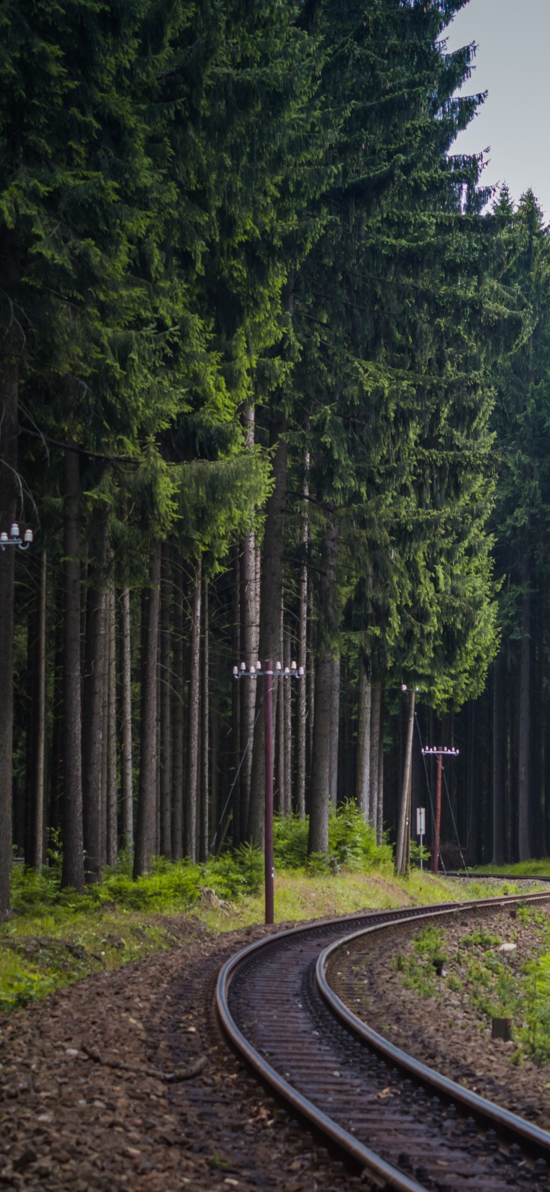 Grüne Bäume Neben Grauer Betonstraße. Wallpaper in 1125x2436 Resolution