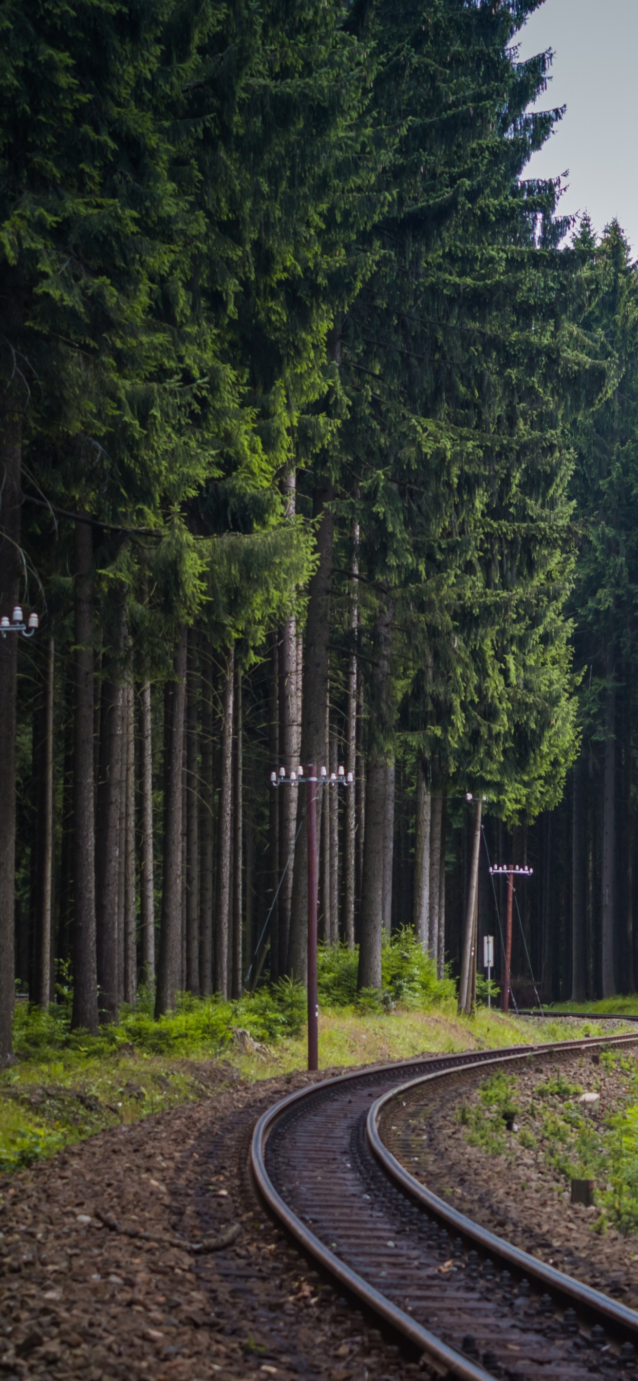Arbres Verts à Côté de la Route en Béton Gris. Wallpaper in 1242x2688 Resolution